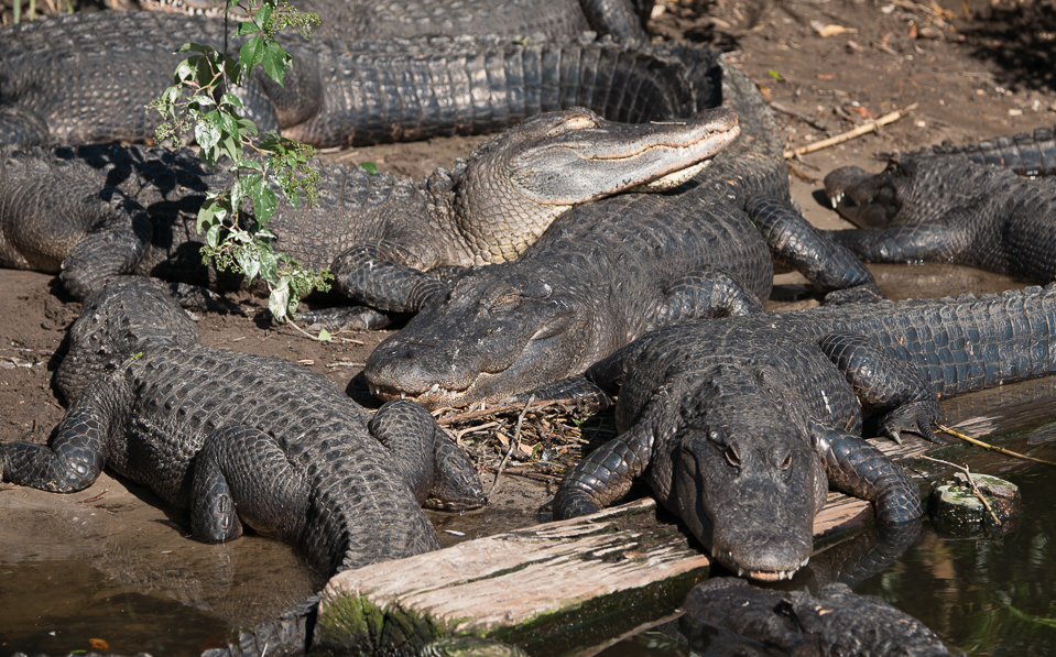 alligators basking in sun