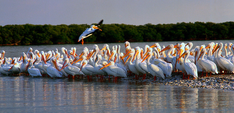 White Pelicans on Charlotte Harbor. Florida's west coast.. Photo courtesy Punta Gorda/Englewood Beach Visitor & Convention Bureau
