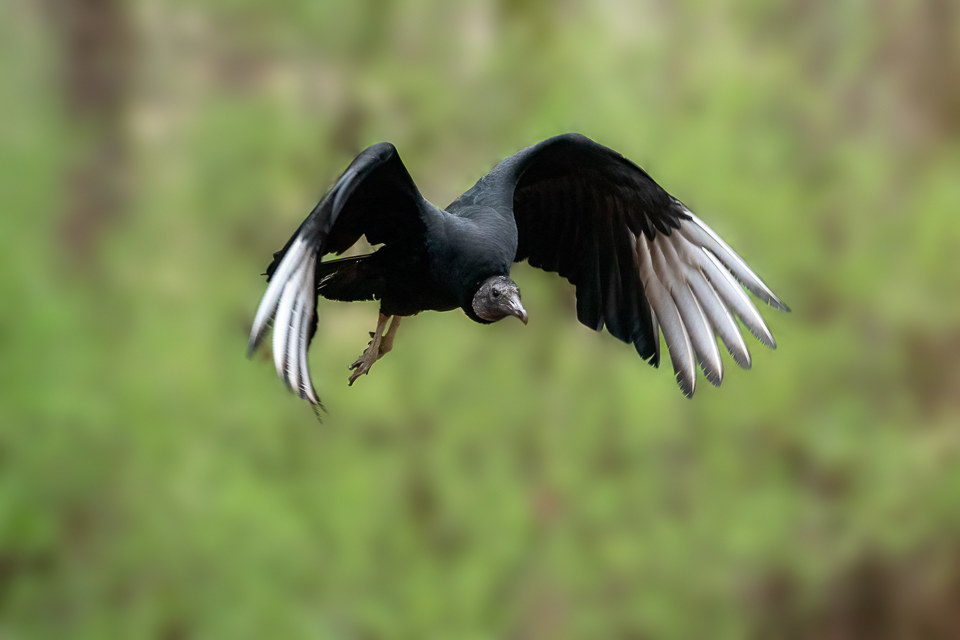 Black Vulture in flight